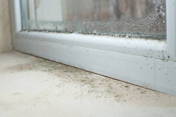  Henderson, KY Mold Removal Pros